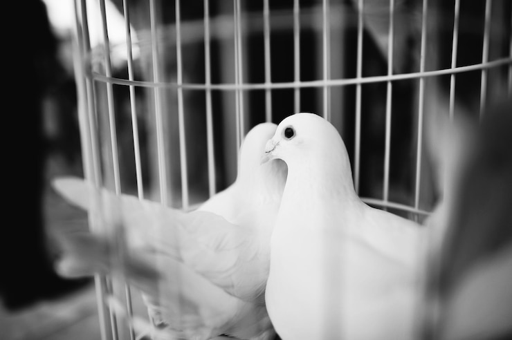 Free Photo wedding ceremony wedding decorations wedding pigeons at cage