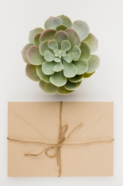 Wedding concept with present below plant