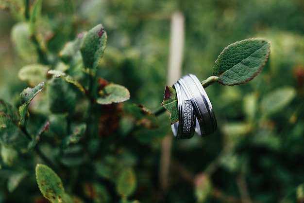 Wedding rings hang on a green branch