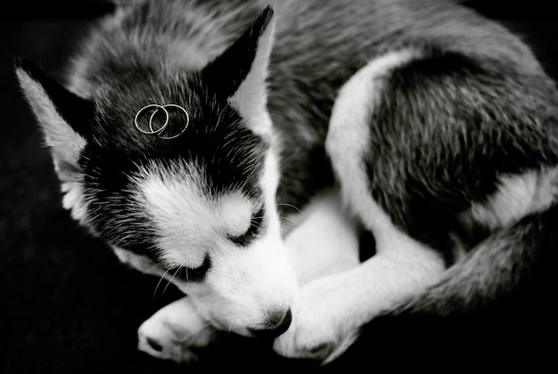 Wedding rings lie on a husky puppy