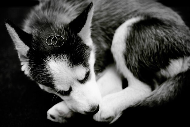 Wedding rings lie on a husky puppy
