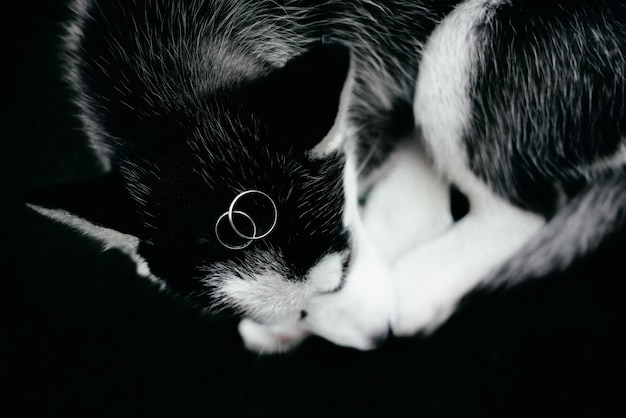 Free photo wedding rings lie on a husky puppy