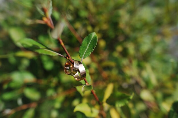 Free photo wedding rings on a piece of bush