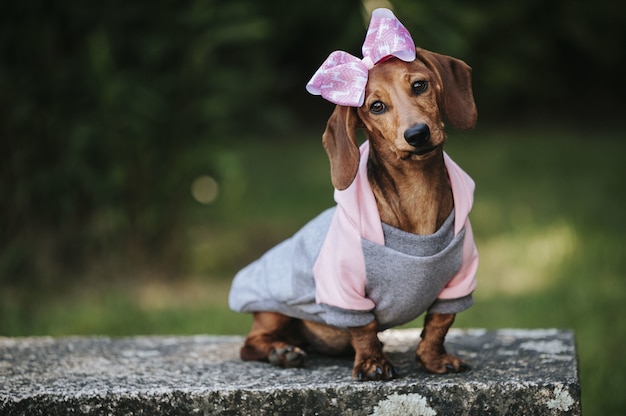 Bassotto nano marrone bagnato che indossa un pullover elegante e una fascia rosa in posa in un parco