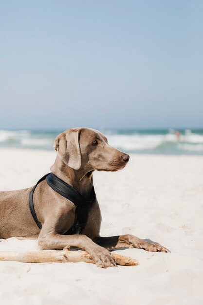 Weimaraner dog relaxing in the sand at the beach