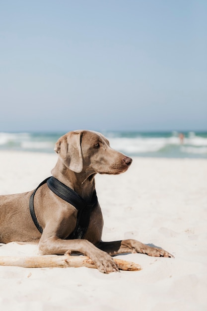 해변에서 모래에 편안한 Weimaraner 개