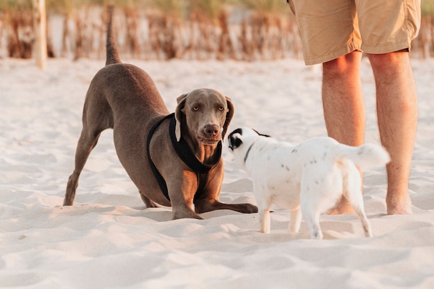 해변에서 함께 놀고있는 Weimaraner와 Jack Russell 테리어