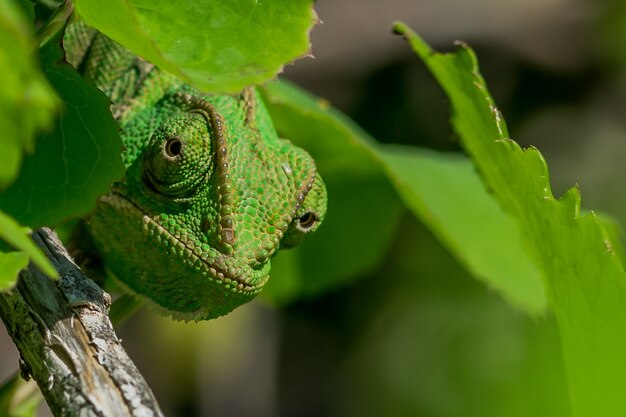 Хорошо замаскированный средиземноморский хамелеон (Chamaeleo chamaeleon), выглядывающий из-за листьев.