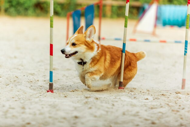 ショーの試合中にパフォーマンスするウェルシュコーギー犬。