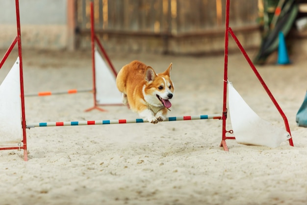 ショーの試合中にパフォーマンスするウェルシュコーギー犬。