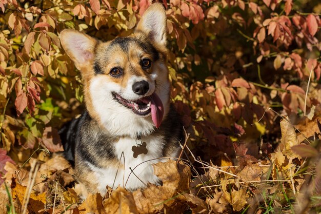 かわいい子犬が背中に横たわり 人の指で足に触れます レンブラントの有名な作品を模倣しているかのような面白い話 プレミアム写真
