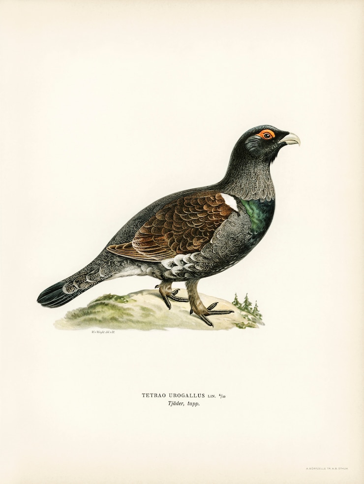Бесплатный Фотография западный глухарь (tetrao urogallus), иллюстрированный братьями фон райт.