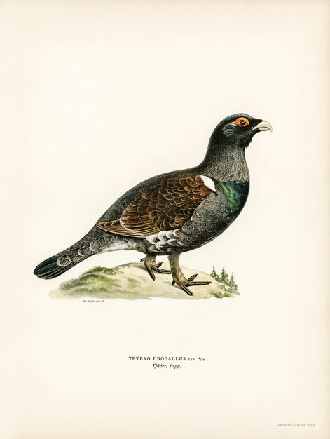 Western capercaillie (TETRAO UROGALLUS) illustrated by the von Wright brothers. 