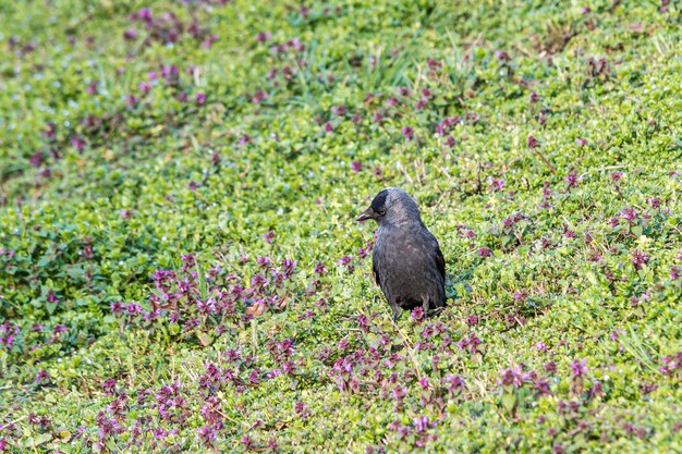 Western jackdaw in a field surrounded by flowers and grass under the sunlight