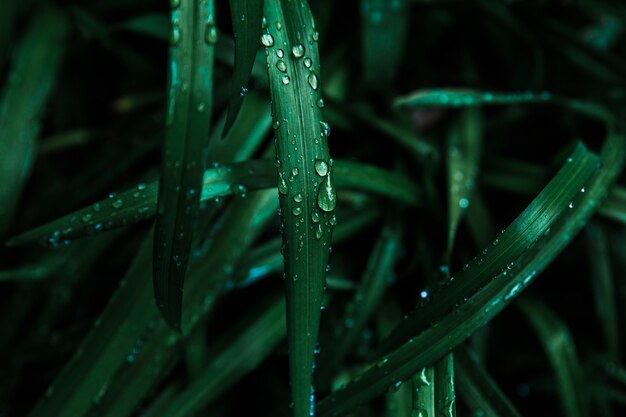 Wet blades of dark grass