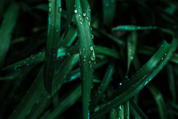 Wet blades of dark grass