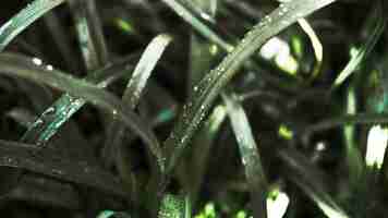 Free photo wet blades of grass