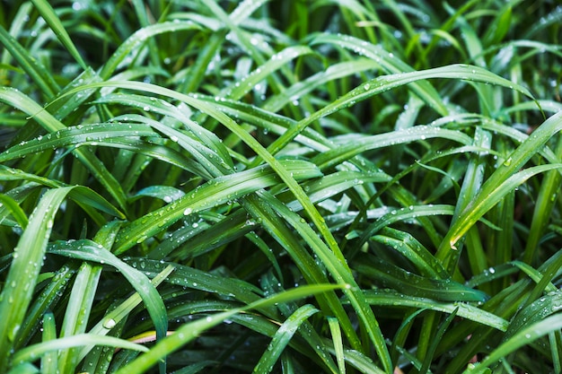 湿ったブッシュグラスの茂み