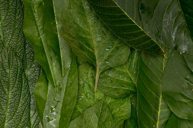 Мокрый макро зеленые листья фон