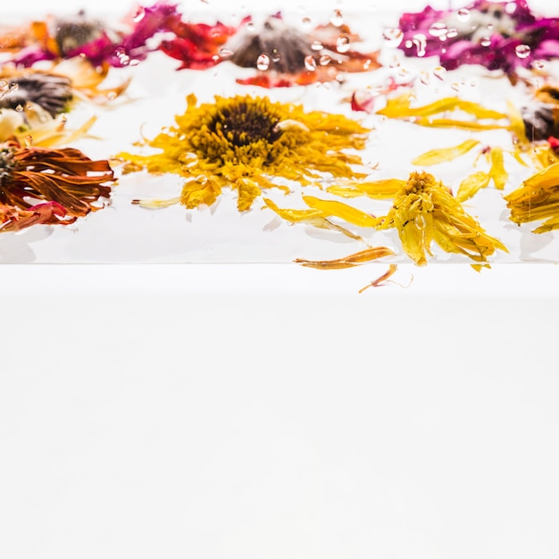 Free photo wet colorful daisies over white background