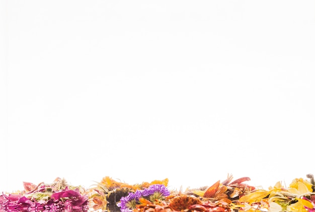 Wet colorful daisies over white background