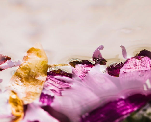 Wet daisies close up