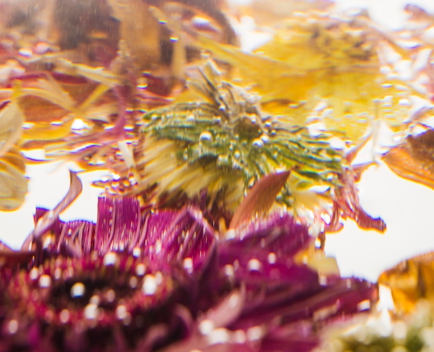 Wet daisies close up