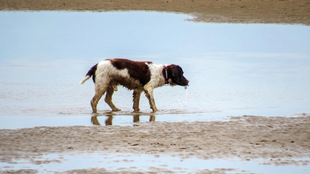 Cane bagnato sulla costa del mare nel regno unito