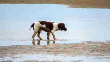 Free photo wet dog on the sea coast in uk