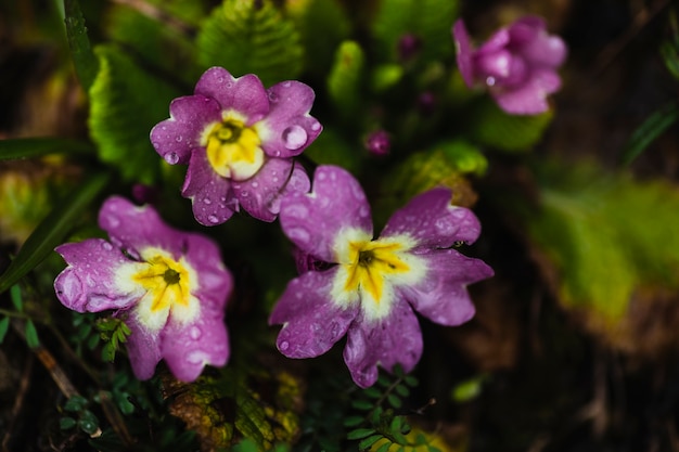 Wet flowers in garden