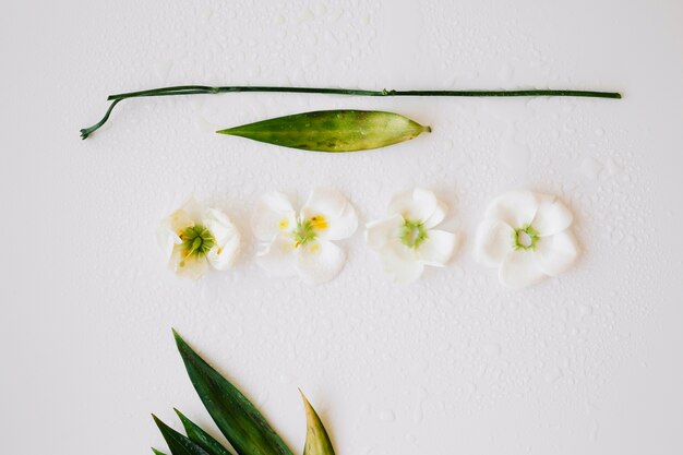 Wet flowers and leaves arrangement