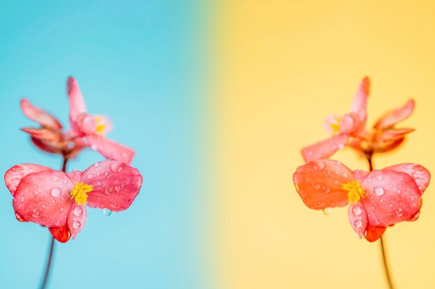 Wet flowers on yellow and blue