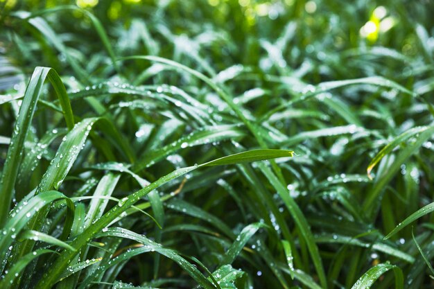 Wet garden grass on sunny day