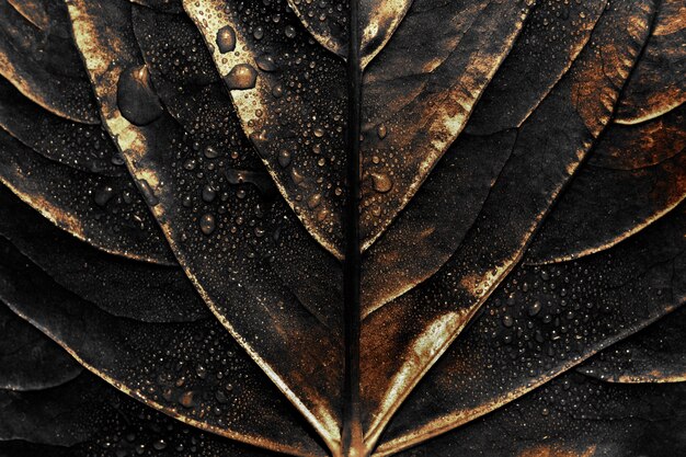 Wet golden alocasia leaf background