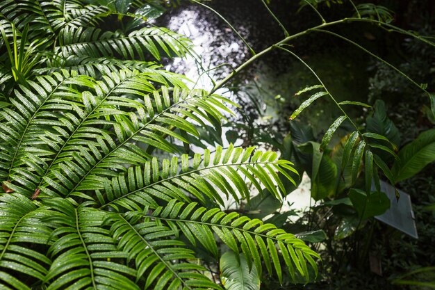 Влажные зеленые растения в лесу