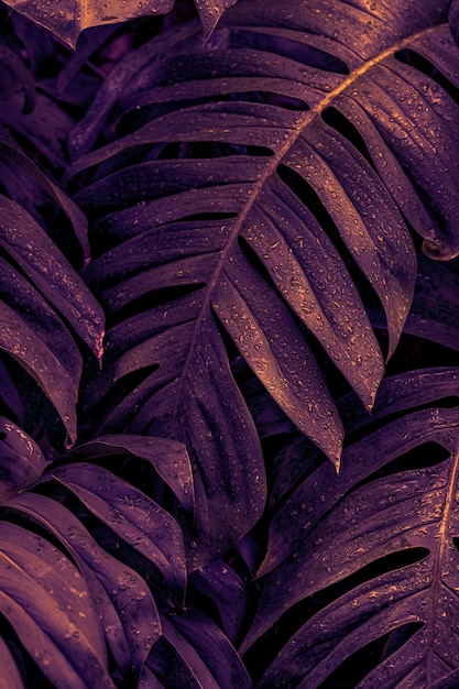 Wet monstera deliciosa plant leaves in a garden