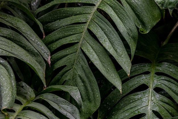 Wet Monstera deliciosa plant leaves in a garden