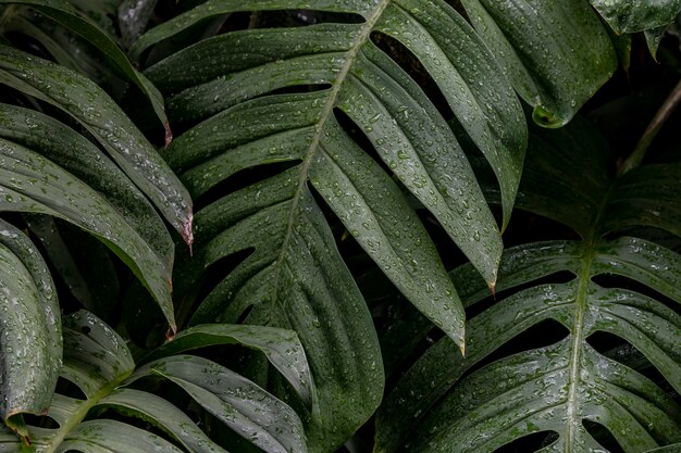 Влажные листья растения Monstera deliciosa в саду