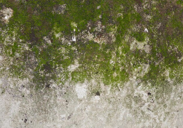 wet moss covered house wall