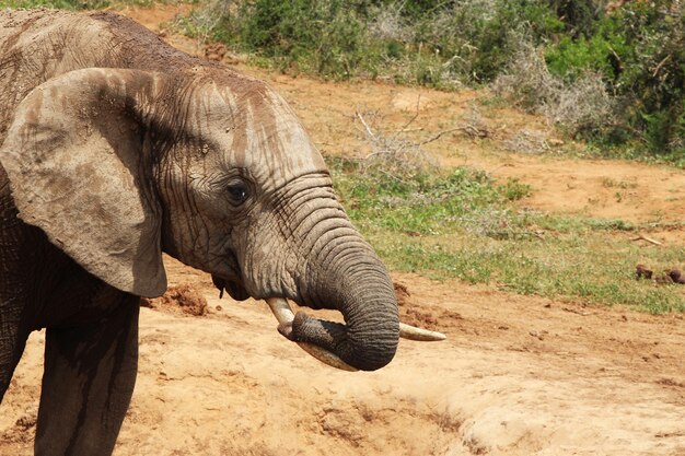 Wet and muddy elephant playing around in a puddle of water in the jungle