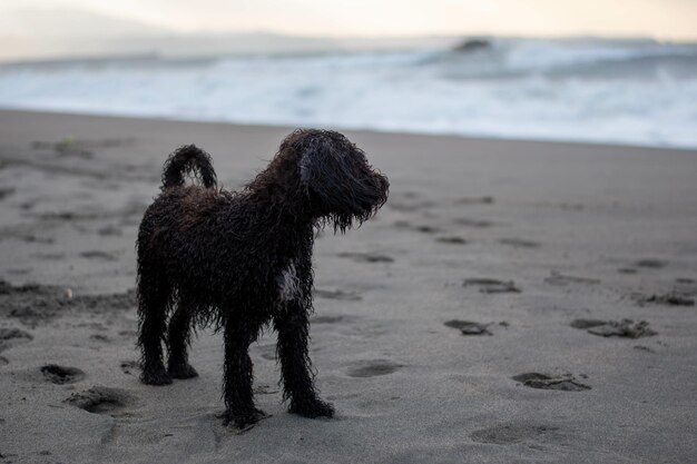 Wet puppy admiring the ocean on the sand beach at dawn