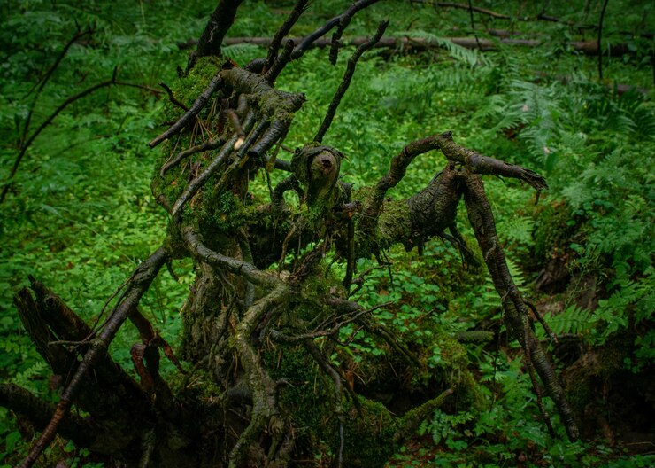 Free Photo wet tree and green plants in the forest
