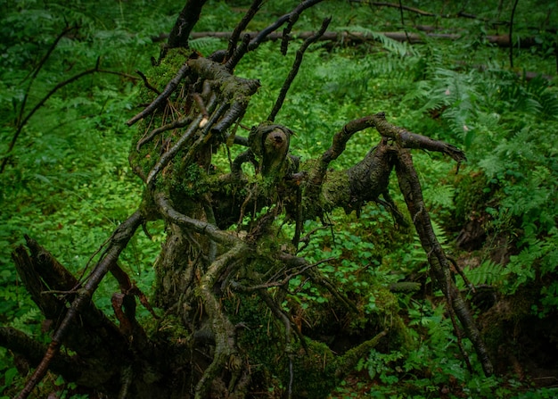 森の中の濡れた木と緑の植物
