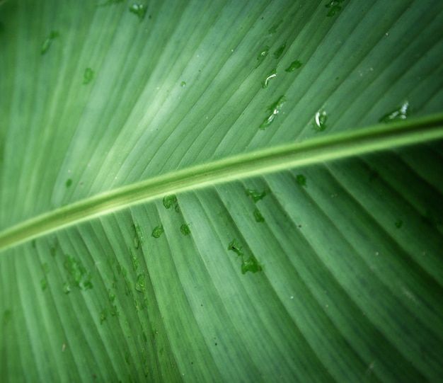 Wet tropical leaf closeup