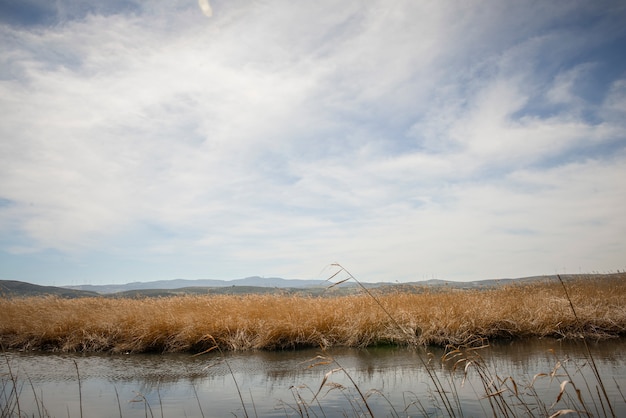 Wetlands with marsh vegetation in Mammoth route in Padul, Granada, Andalusia, Spain