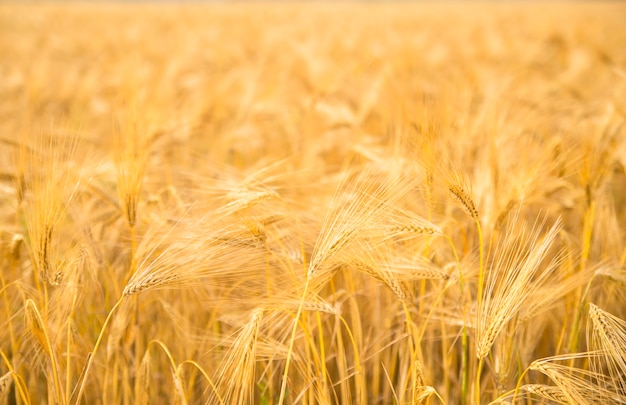 Wheat close-up.