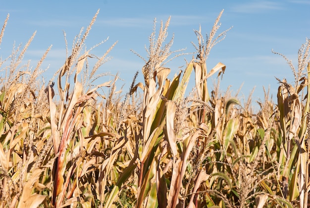 Крупный план поля пшеницы