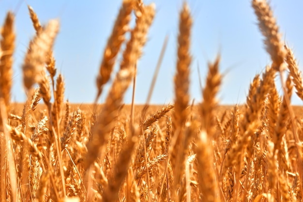 無料写真 小麦畑。黄金の小麦の穂をクローズアップ。美しい自然の日没の風景。輝く太陽の光の下での田園風景。牧草地の麦畑の耳を登熟の背景。豊富な収穫コンセプト