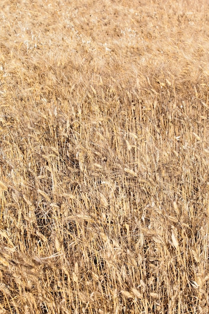 Wheat field in the French countryside in summer