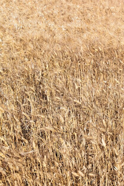 夏のフランスの田舎の麦畑